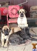 mastiff puppy posted by Bronson Brown